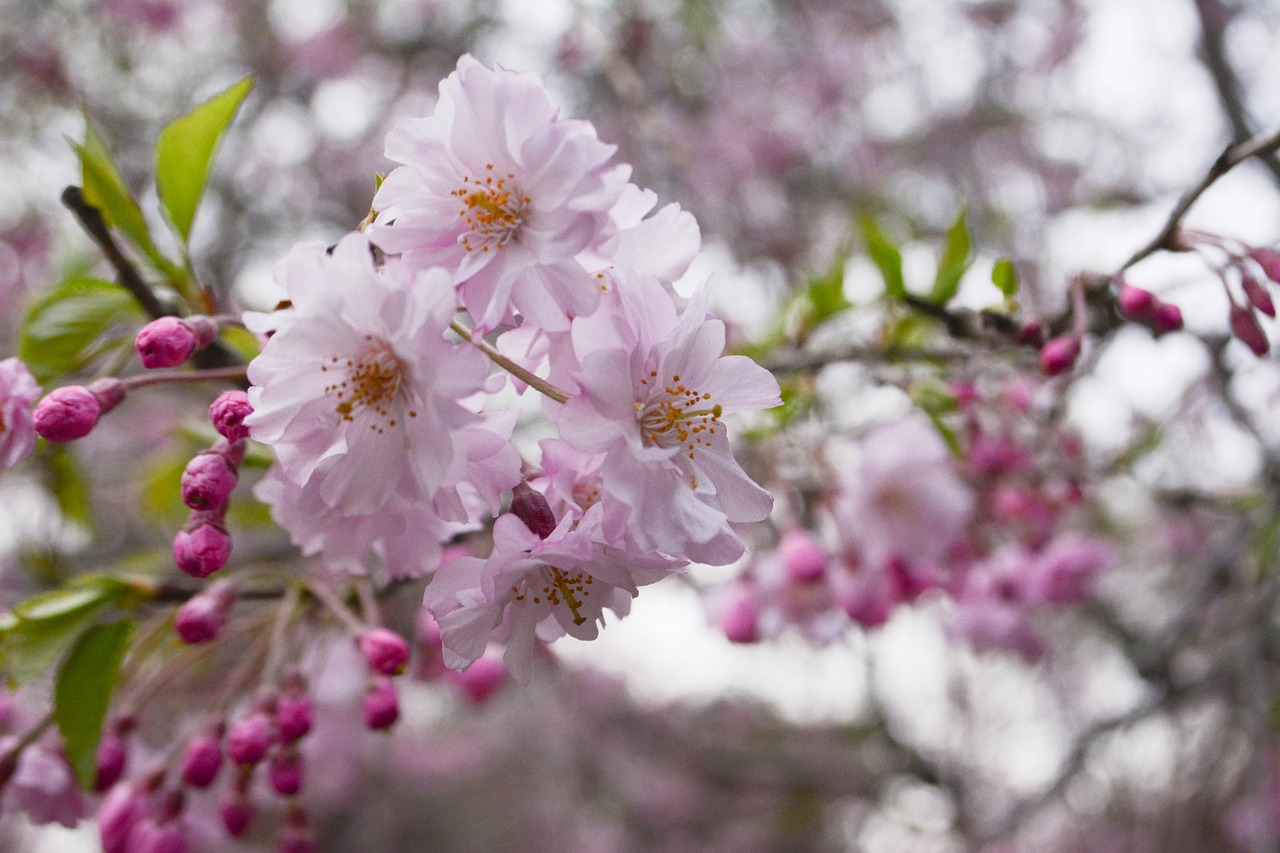 cherry pink cherry blossoms free photo