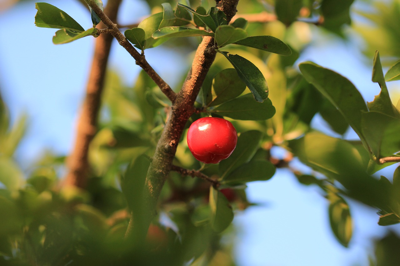 cherry fruit red free photo