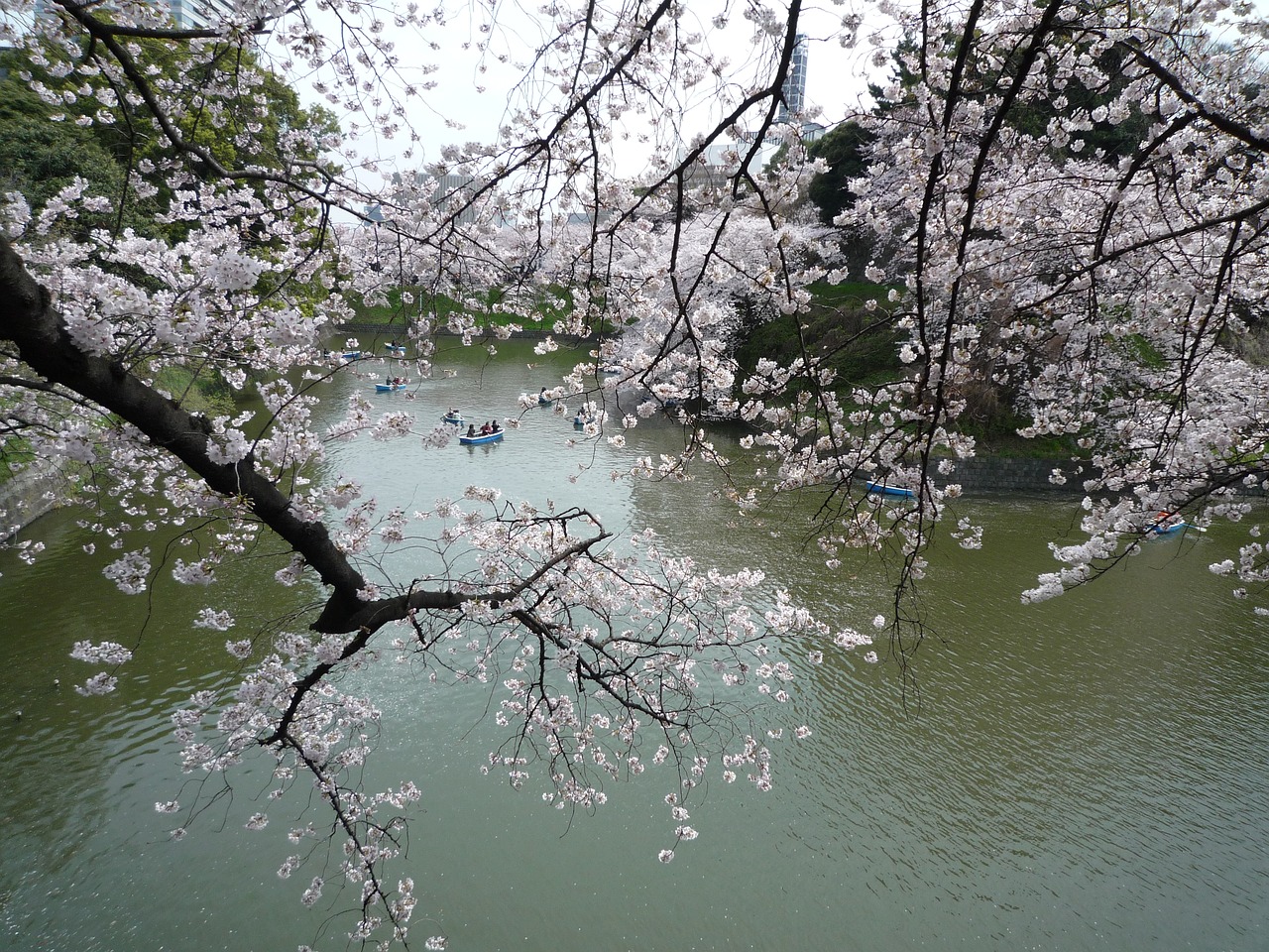 cherry cherry blossoms sakura free photo
