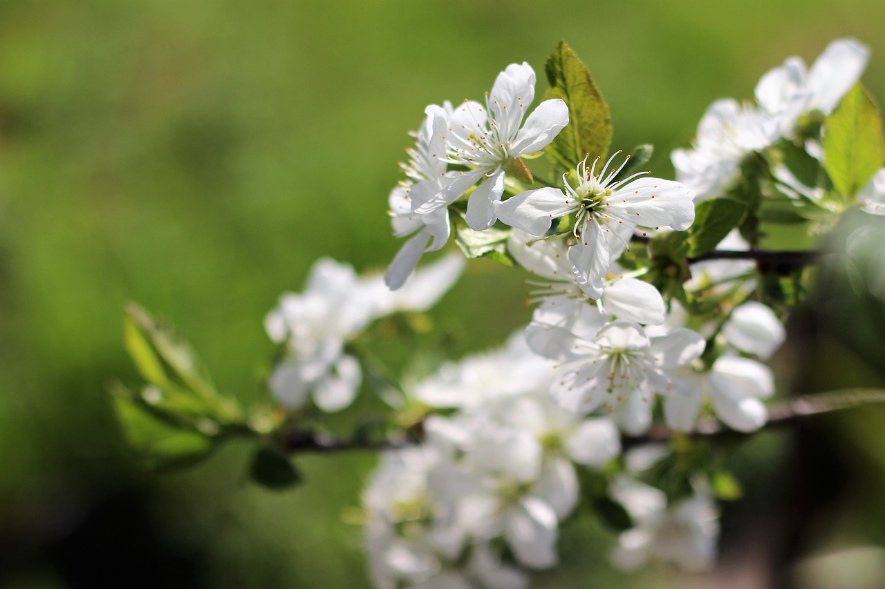 cherry nature spring free photo