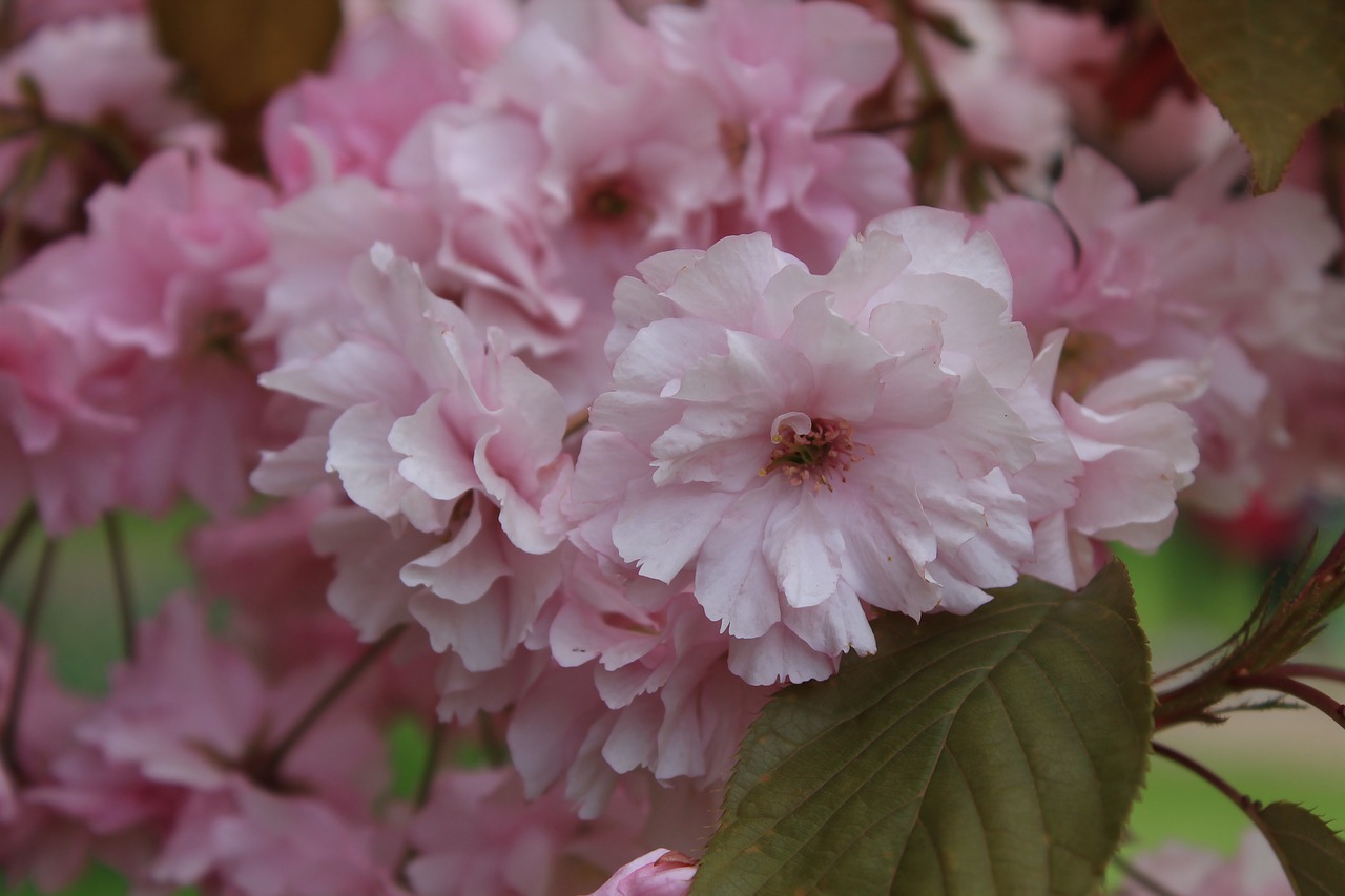 cherry blossom spring free photo