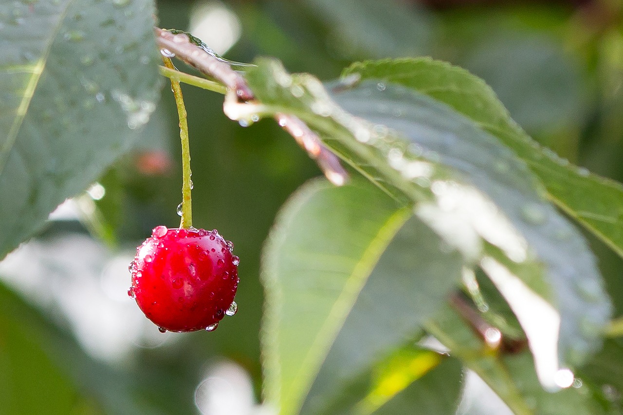 cherry rain wet free photo