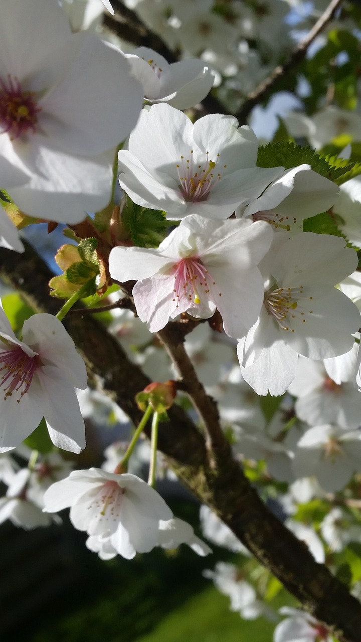 cherry blossom flower free photo