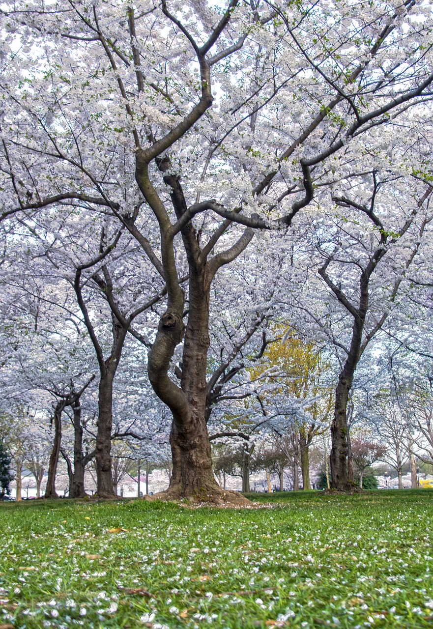 cherry blossoms washington free photo