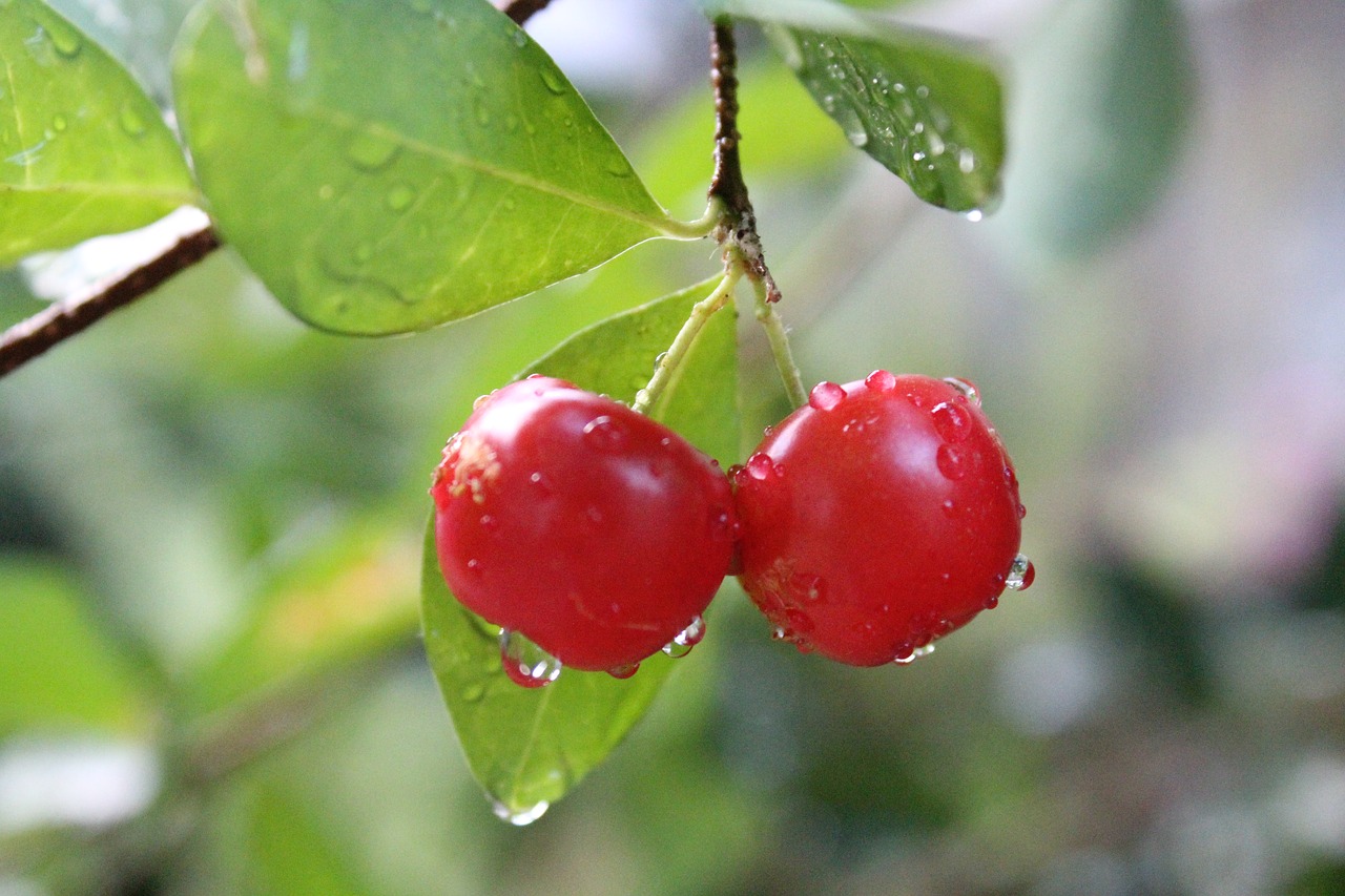 cherry cherries wer free photo