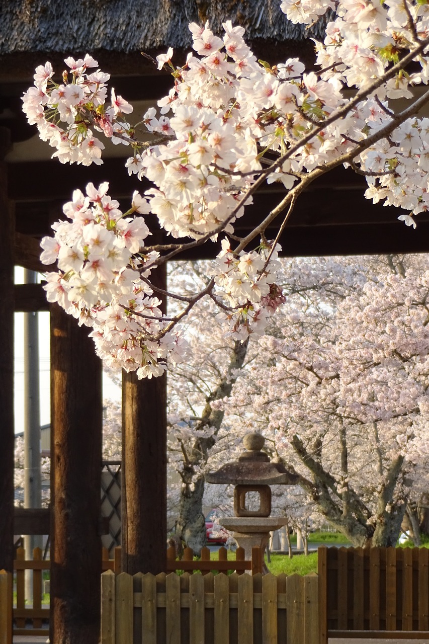 cherry spring spring flowers free photo