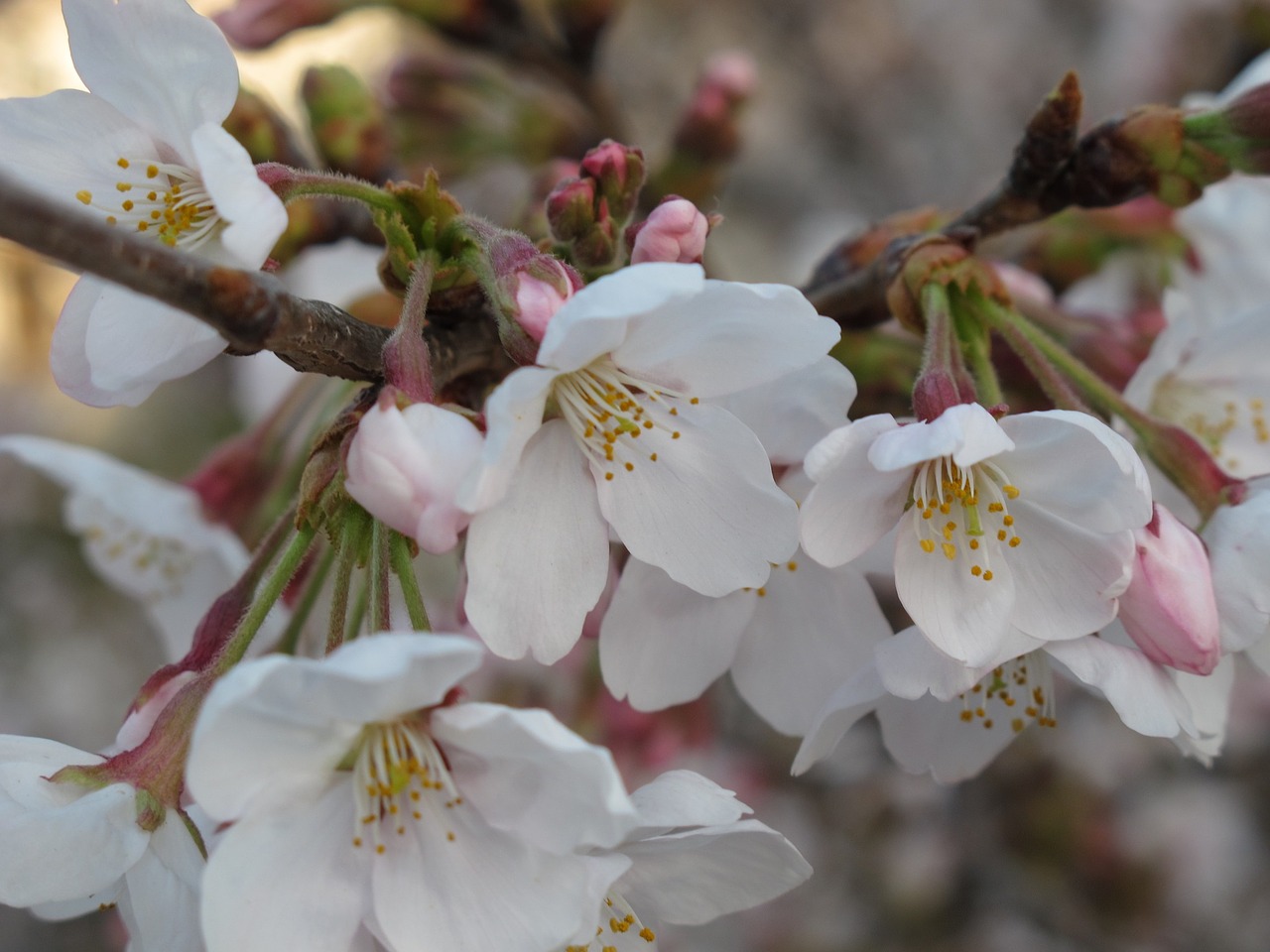 cherry petal flowering free photo