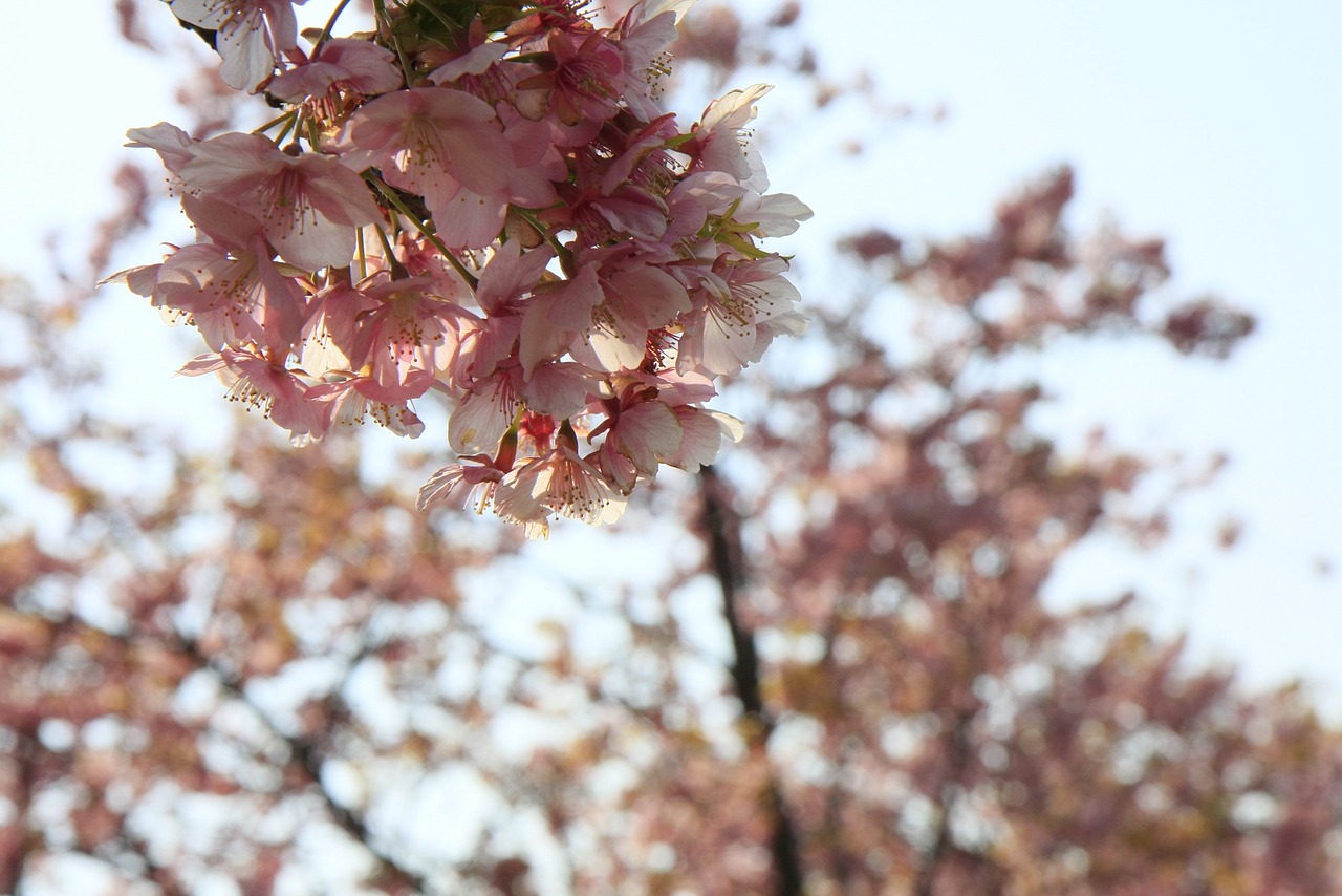 cherry sakura cherry blossoms free photo