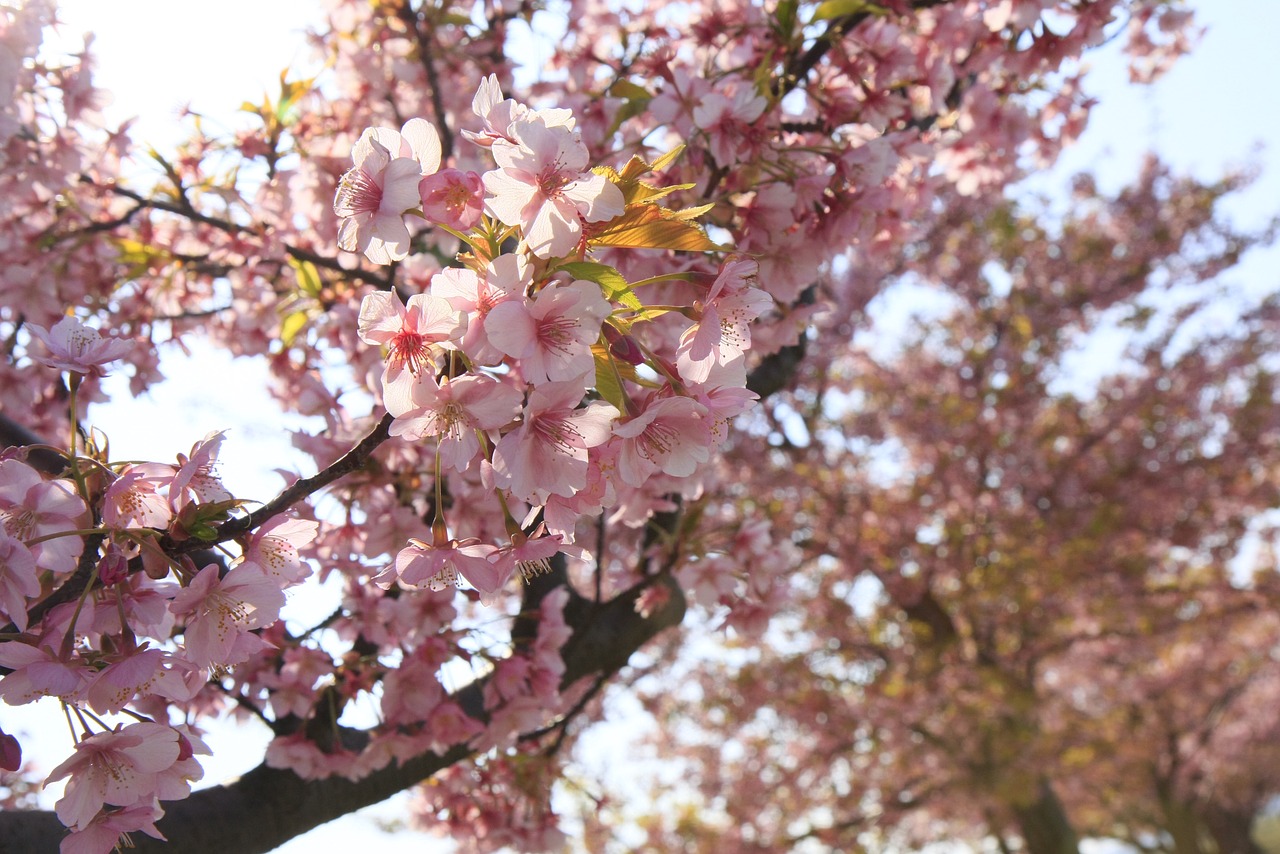 cherry sakura cherry blossoms free photo