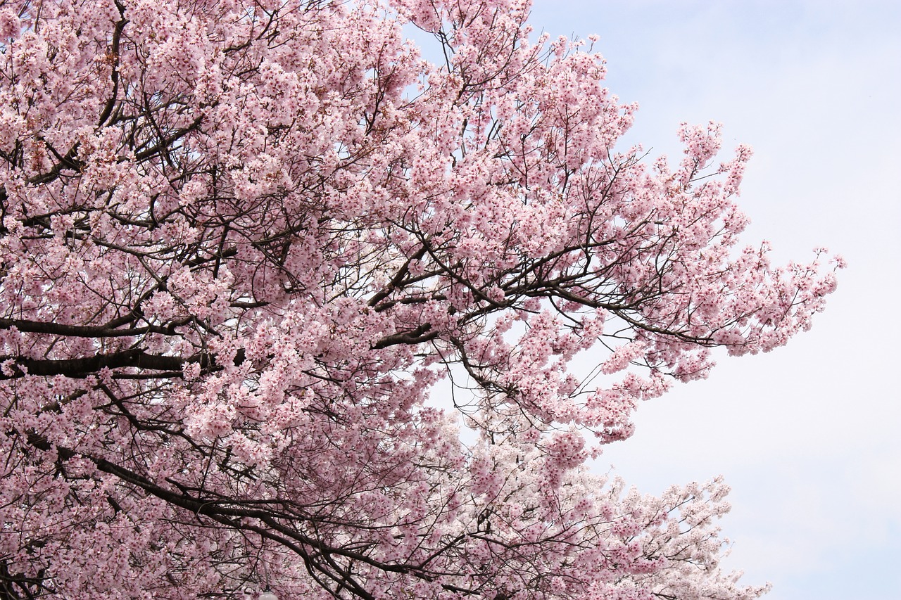 cherry pink spring free photo