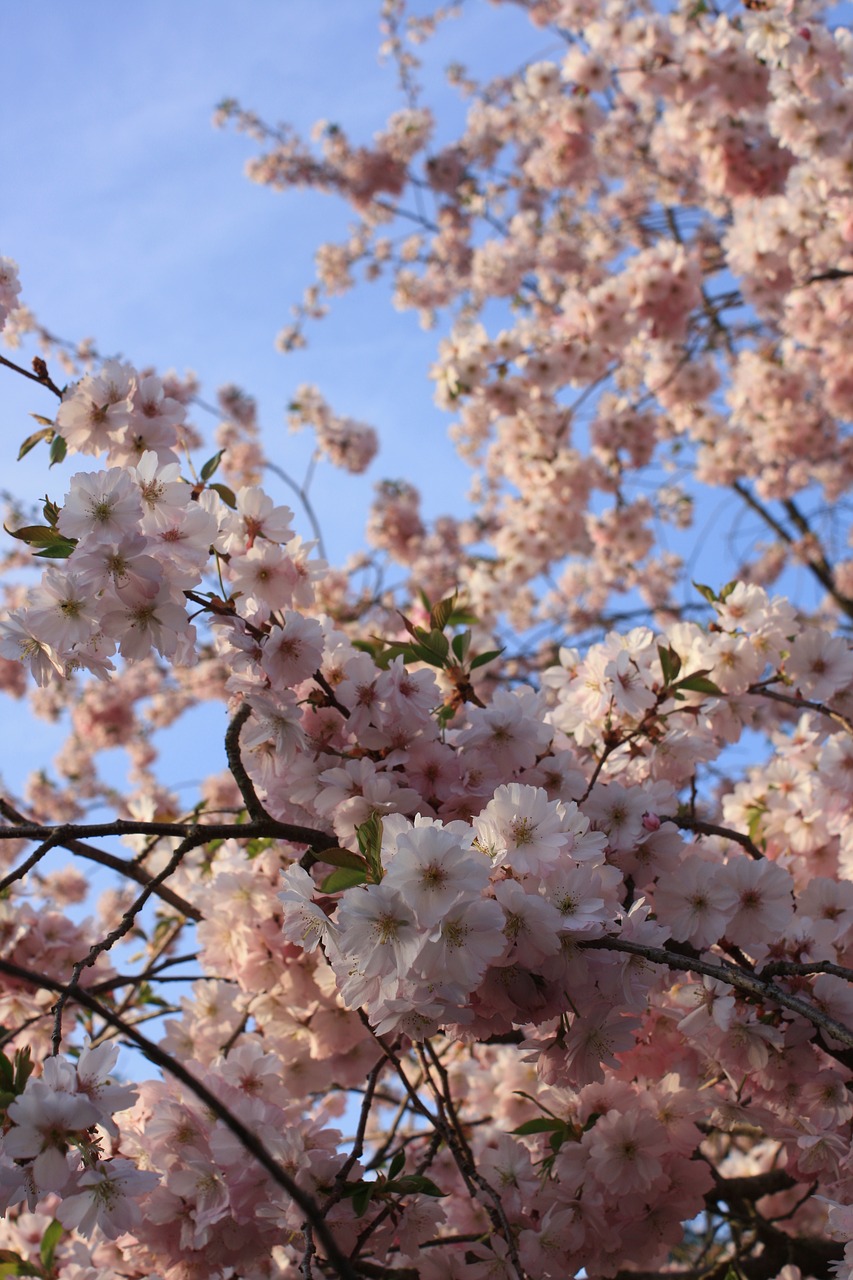 cherry cherry blossom japanese cherry free photo