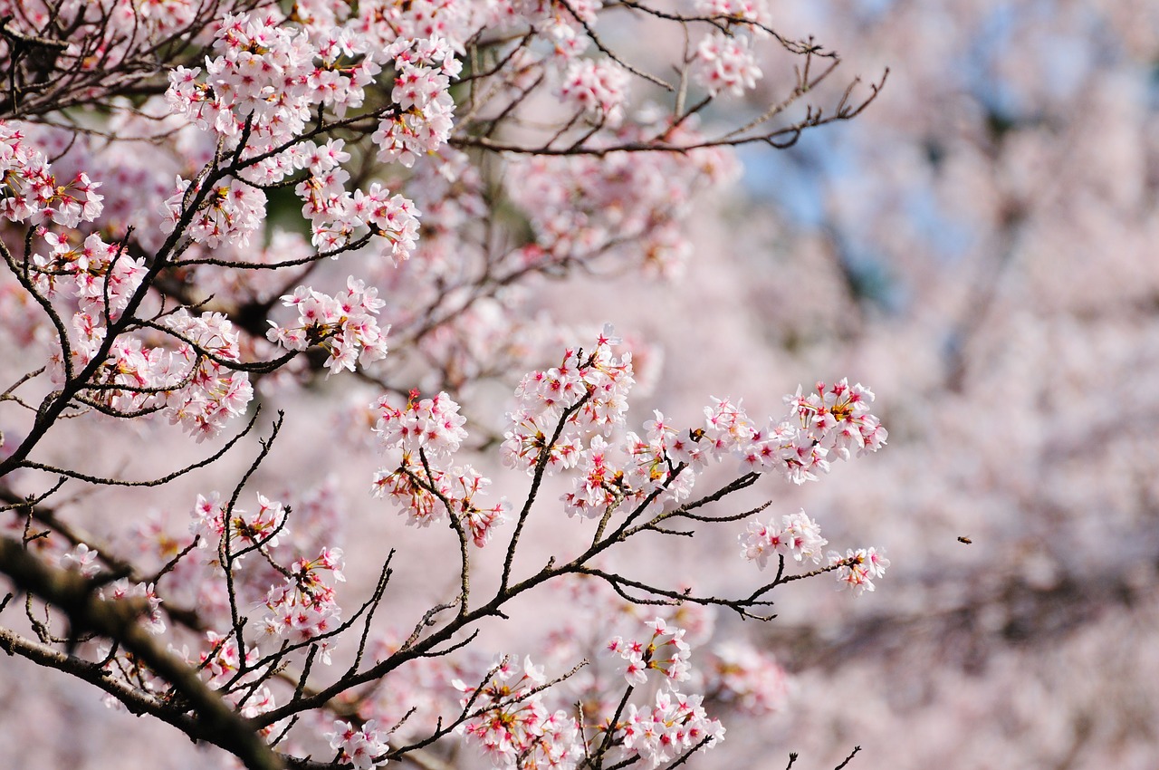 cherry in full bloom solar light free photo