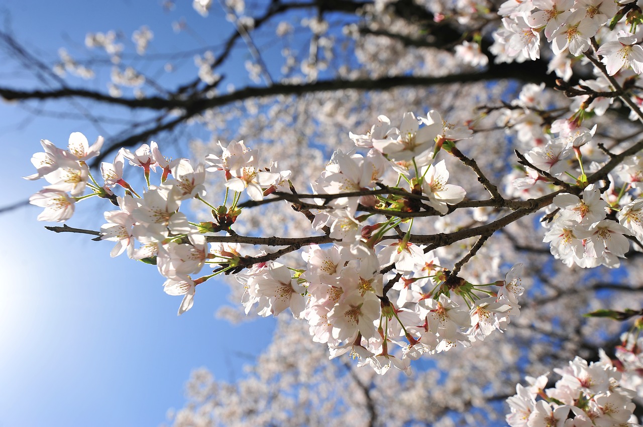 cherry spring sky free photo