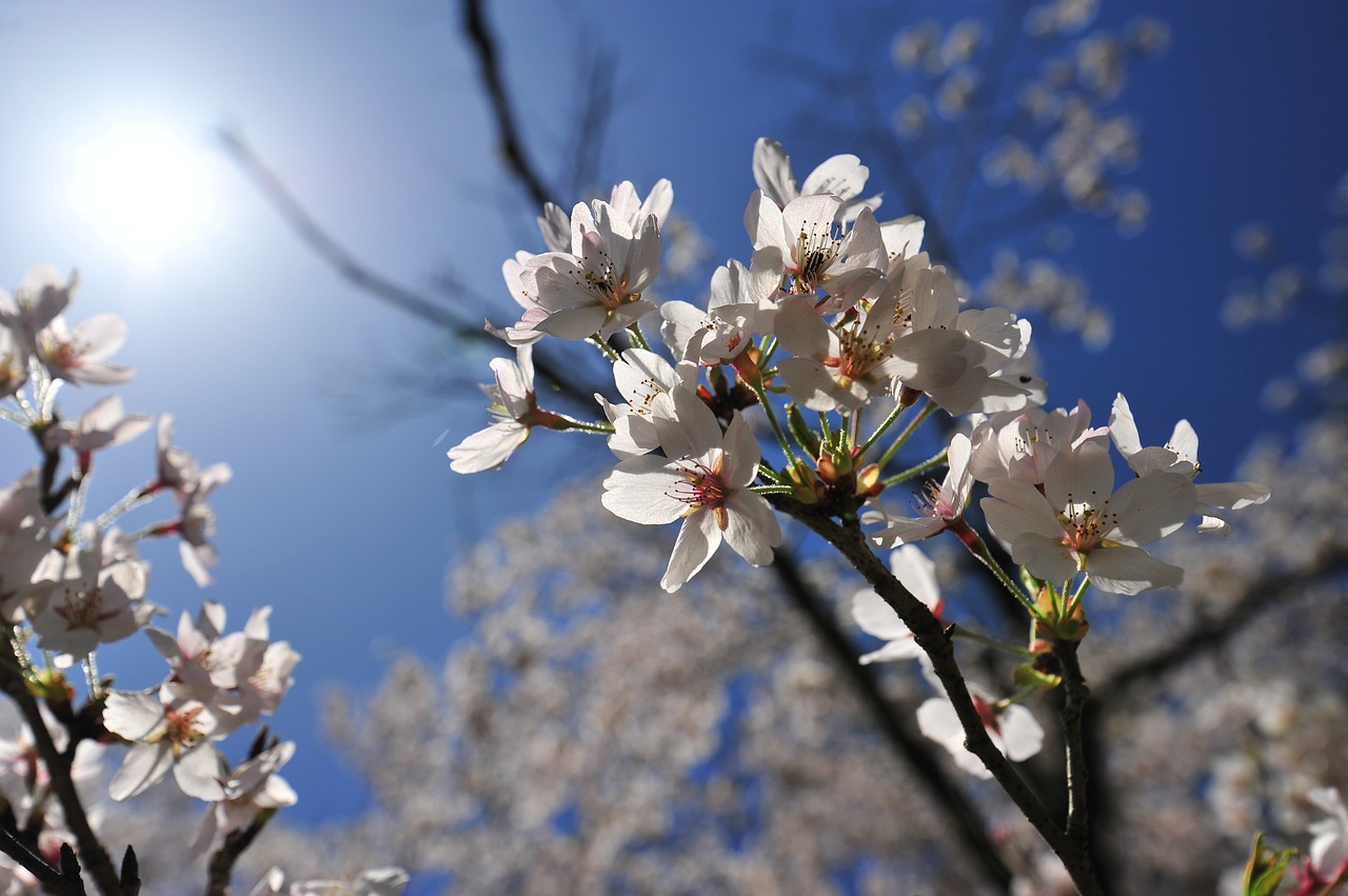 cherry spring blue sky free photo