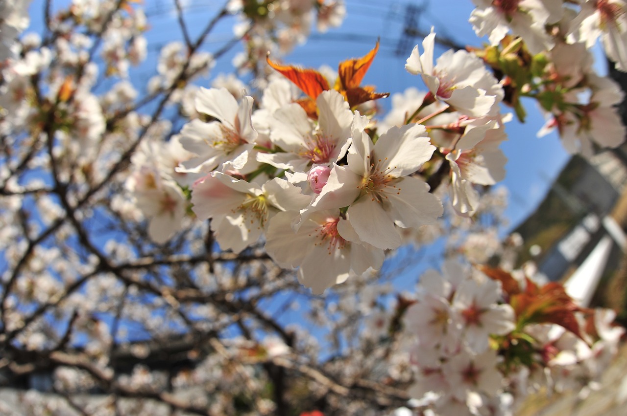 cherry spring sky free photo