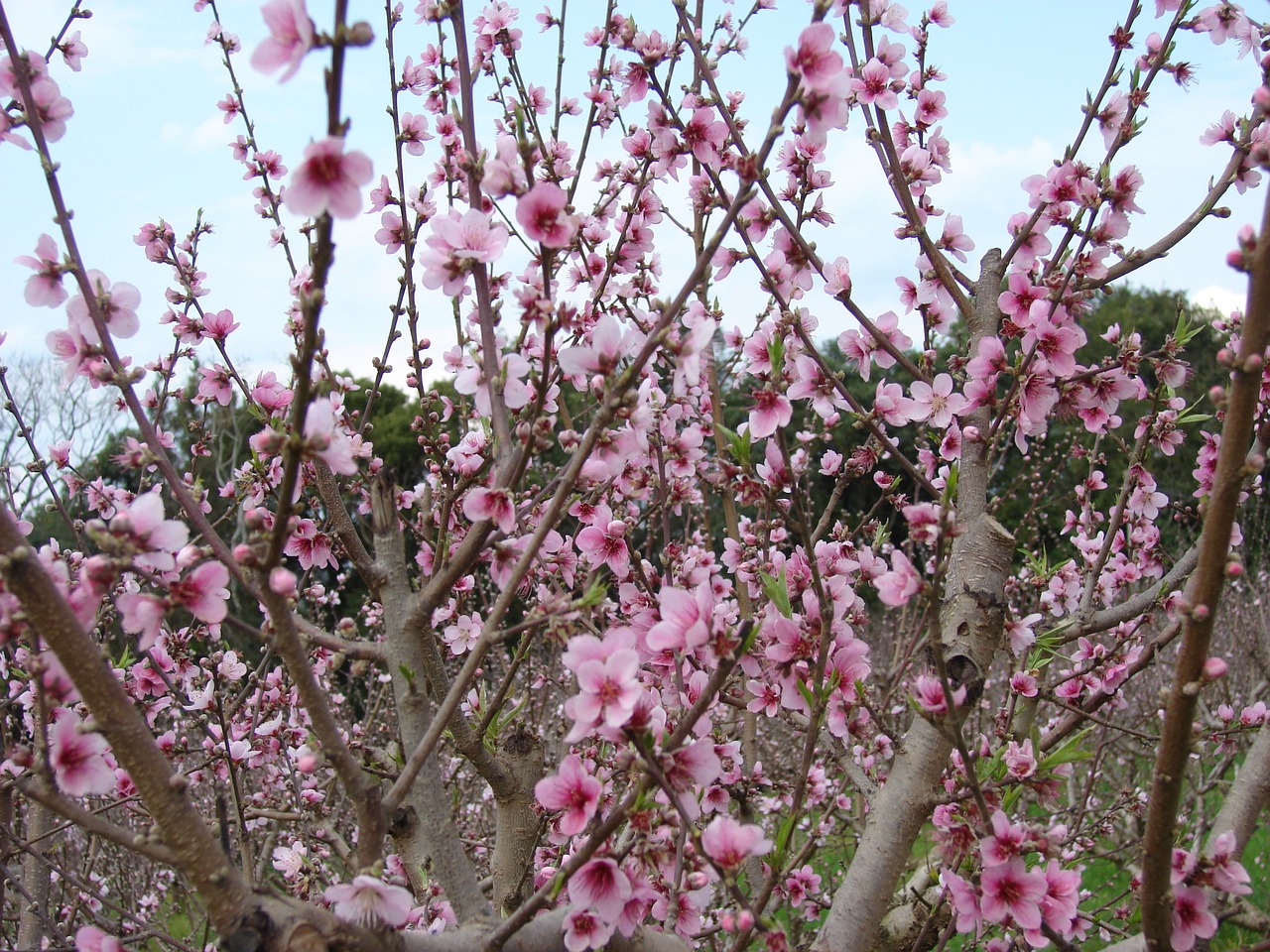 cherry field flowers free photo