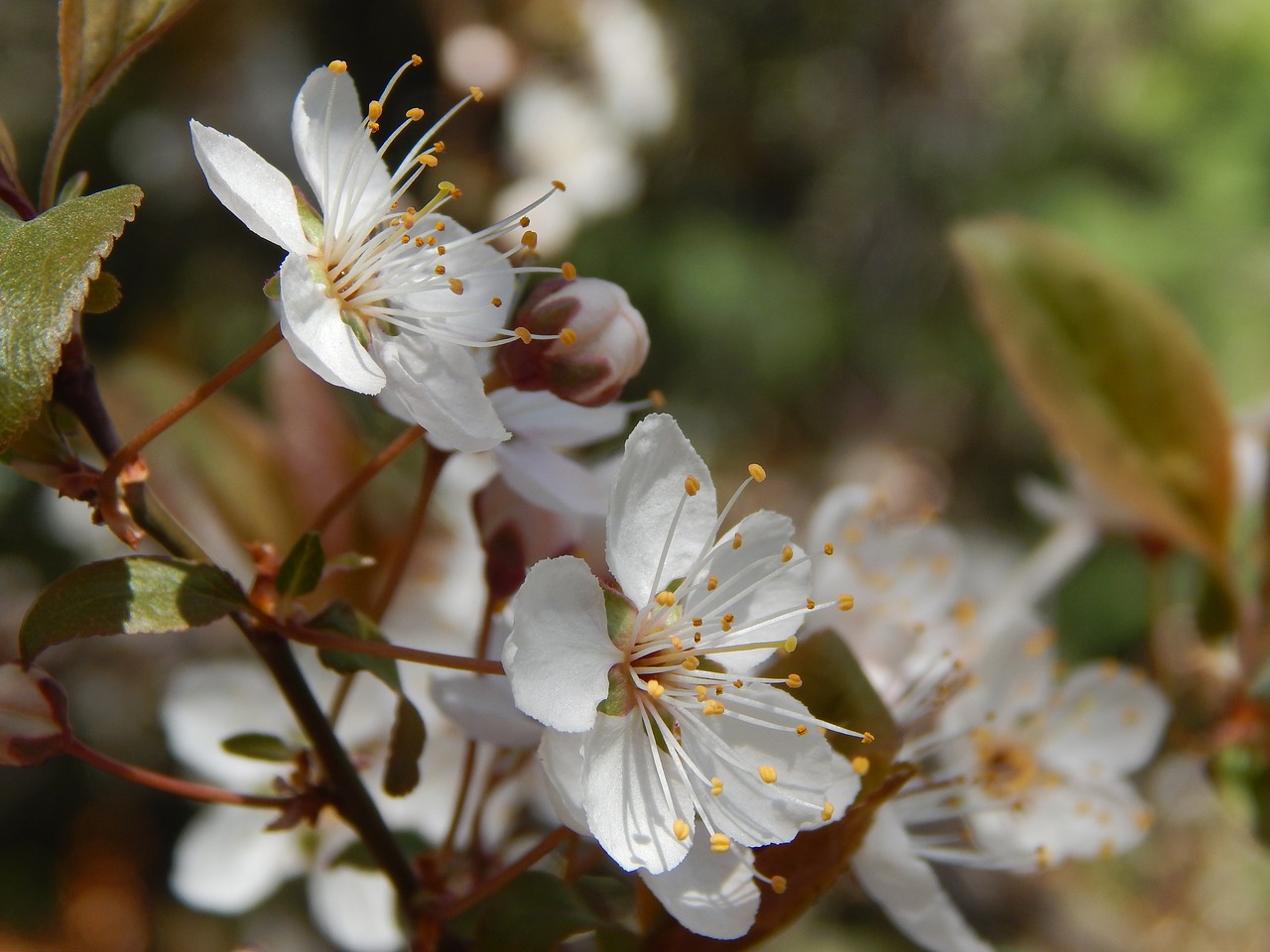 cherry flower spring free photo