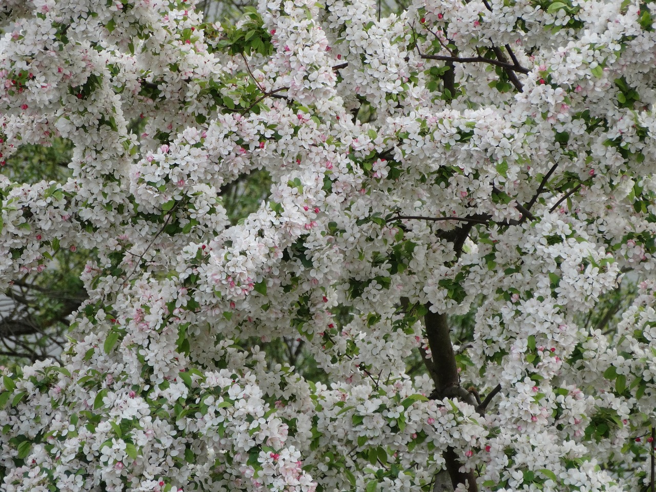 cherry flowers spring free photo