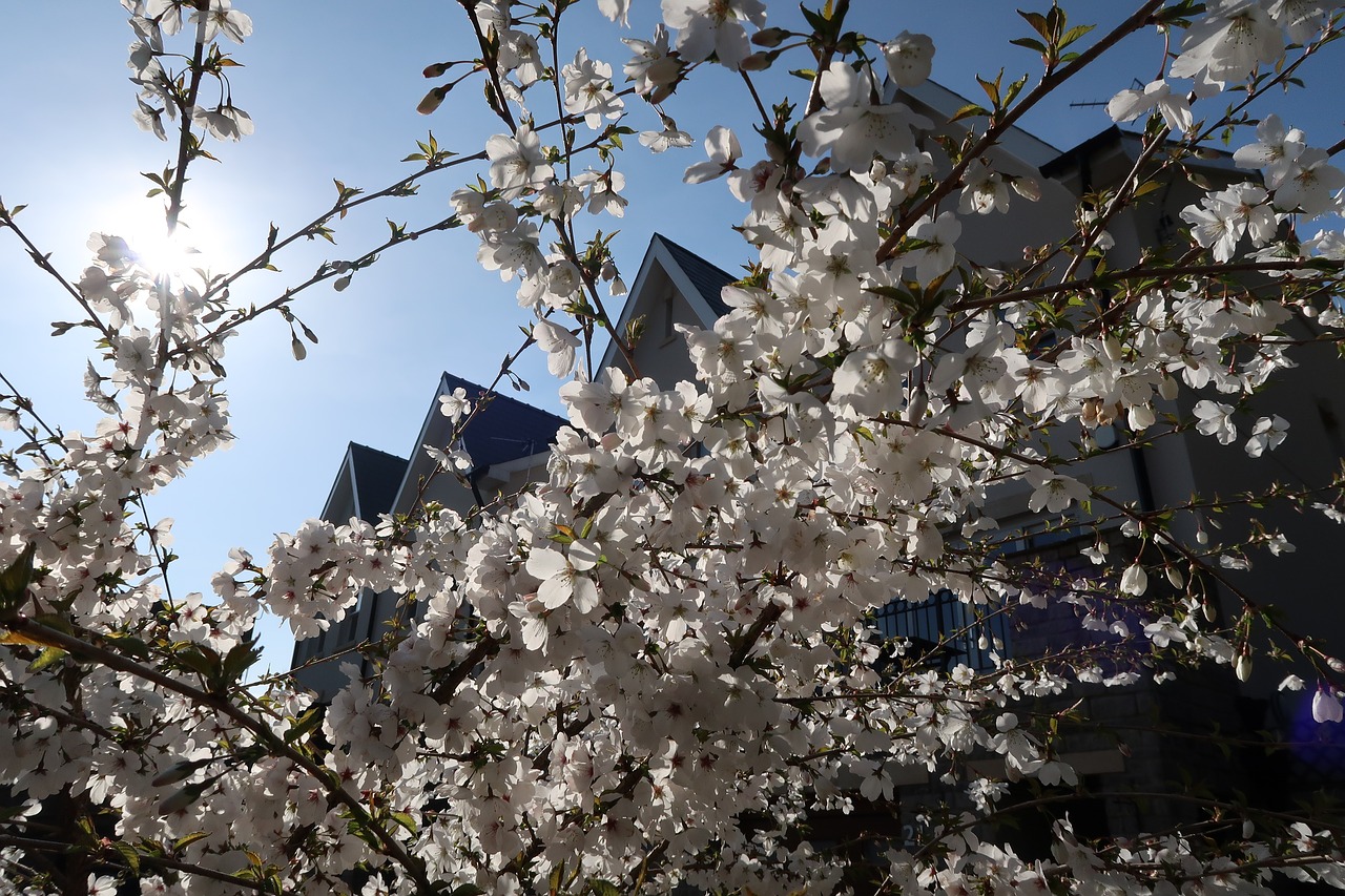 cherry tree cherry blossom free photo