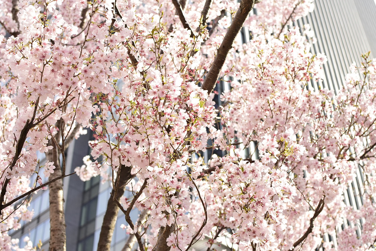 cherry street trees flowers free photo