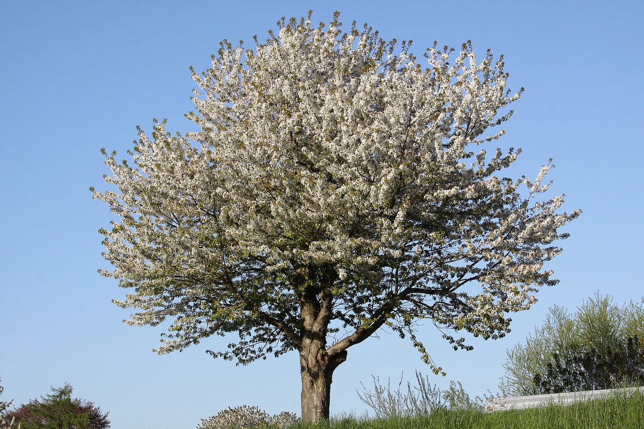 cherry spring white free photo