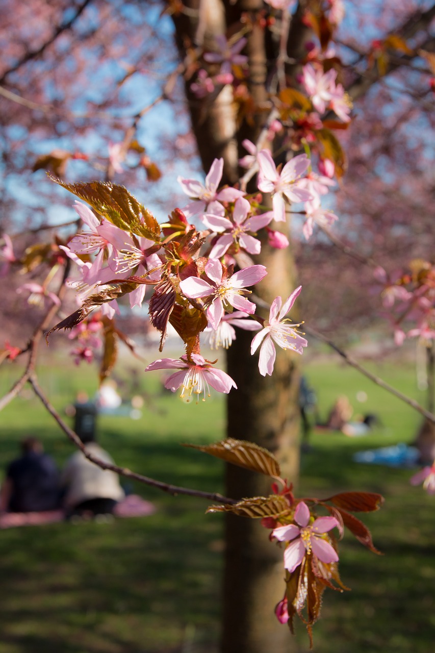 cherry cherry tree pink free photo