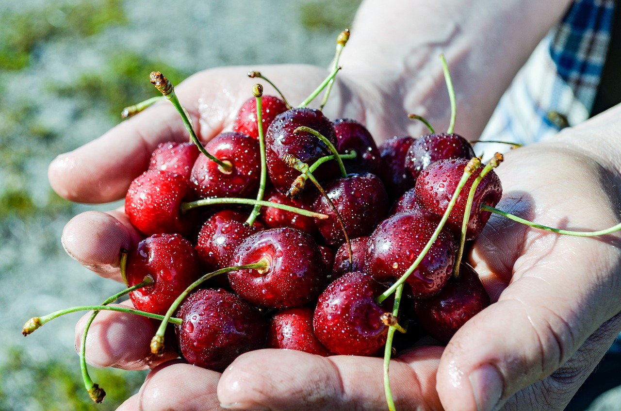 cherry drupe useful plant free photo