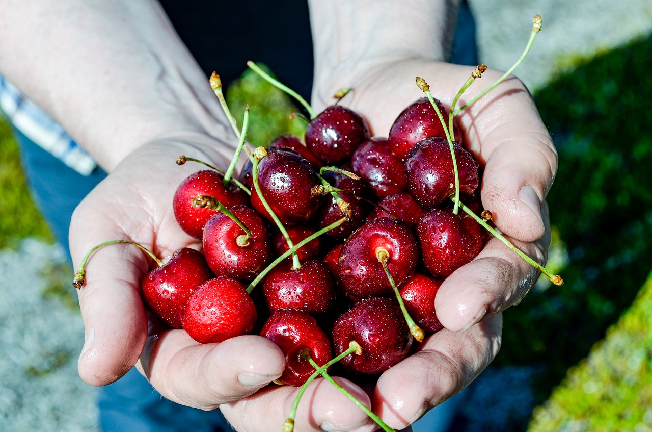 cherry drupe useful plant free photo