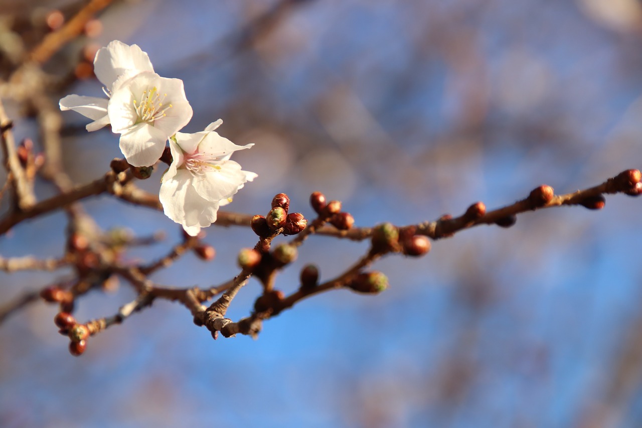 cherry samusakura cherry blossom viewing free photo