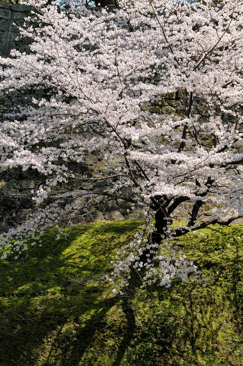 cherry spring in japan cherry tree free photo