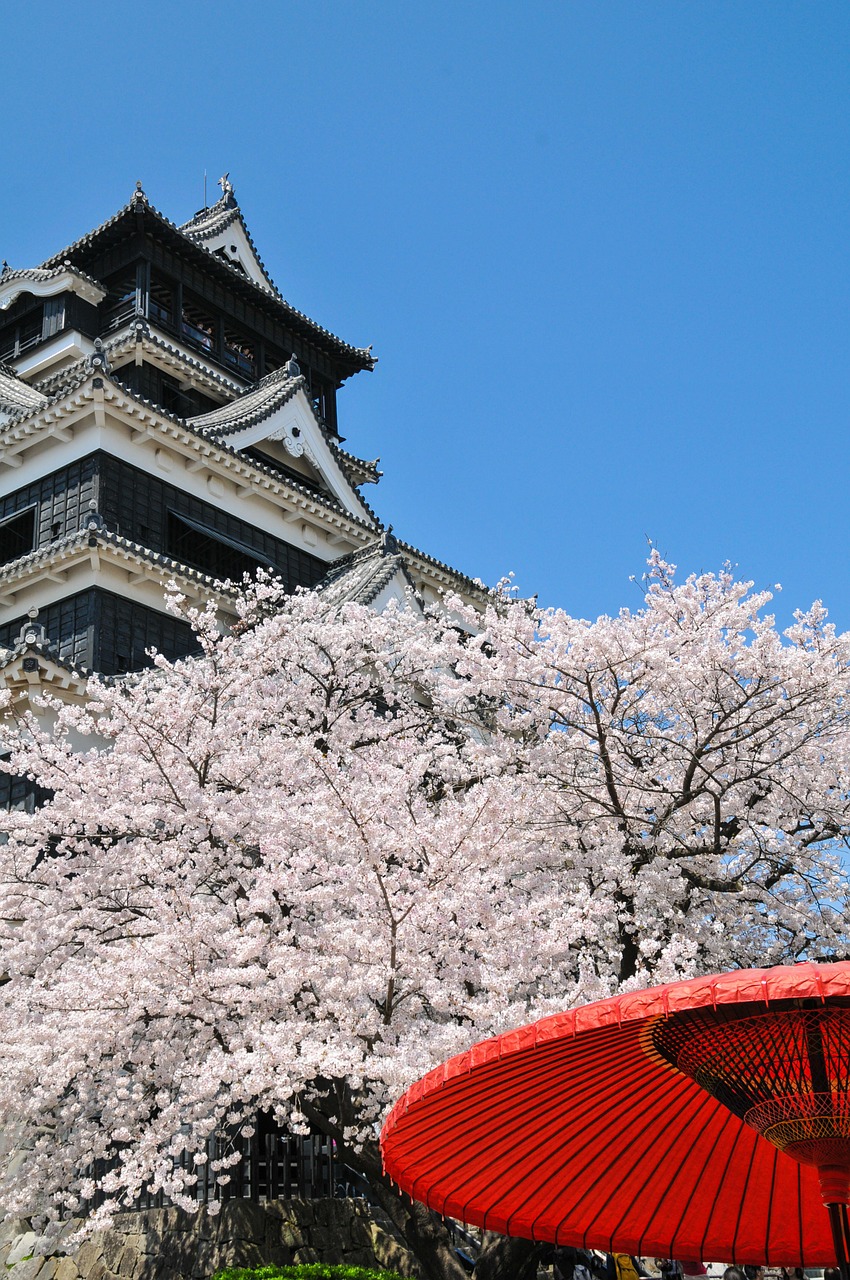 cherry spring in japan cherry tree free photo