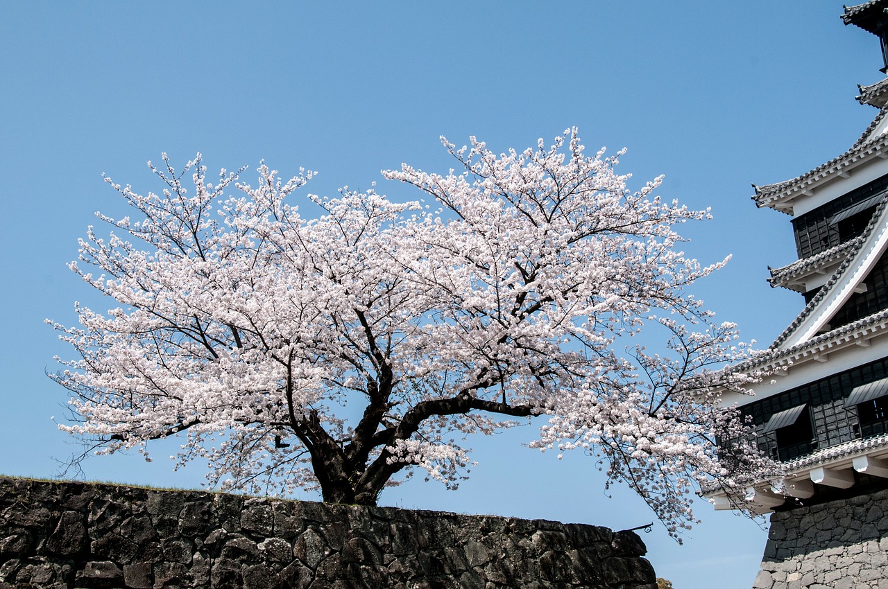 cherry spring in japan cherry tree free photo