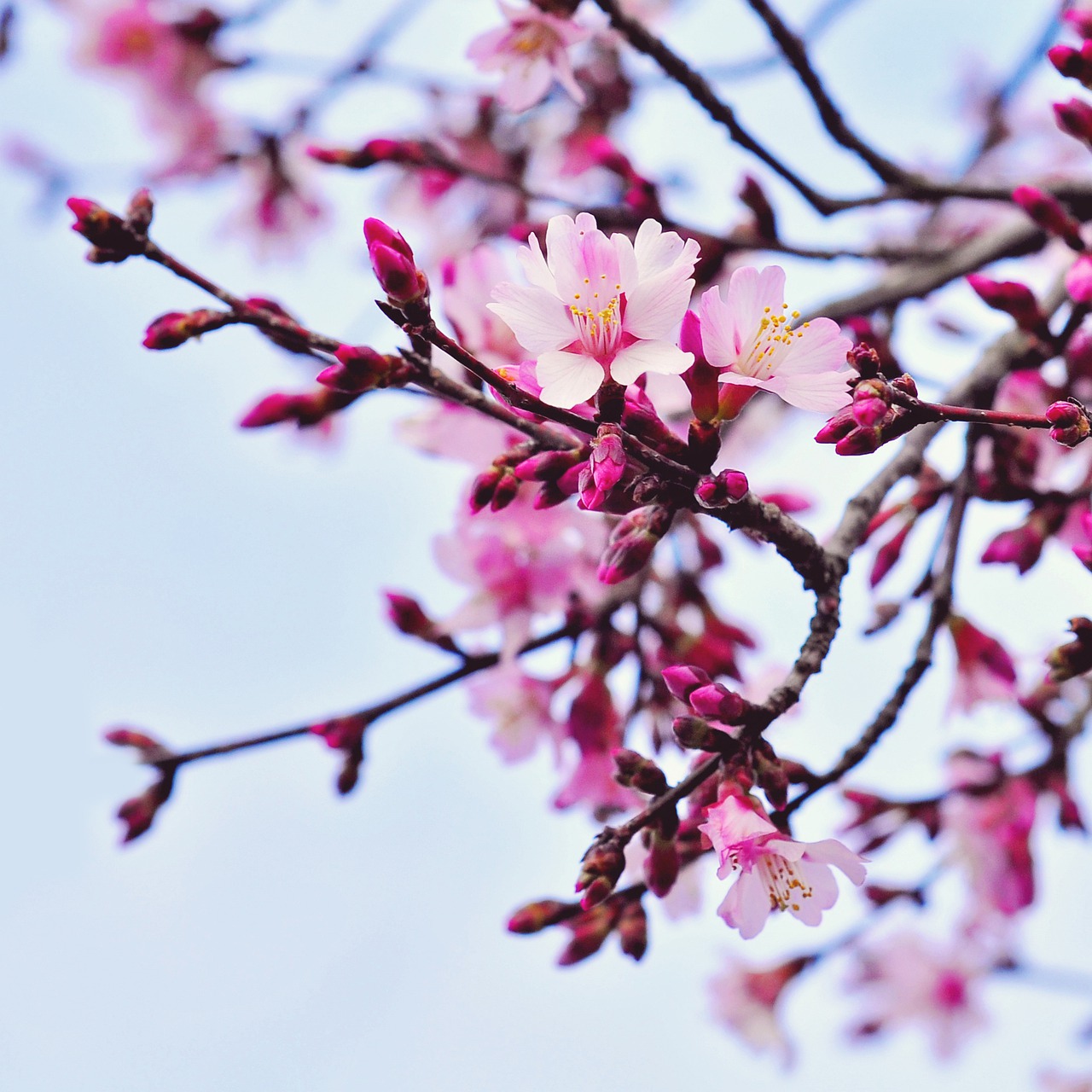 cherry flower branch free photo