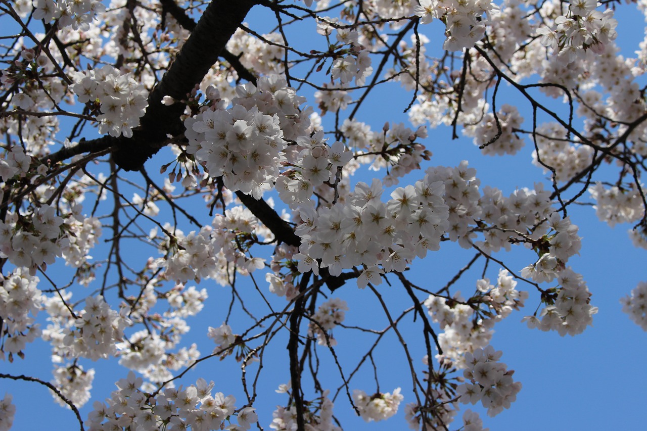 cherry wood branch free photo