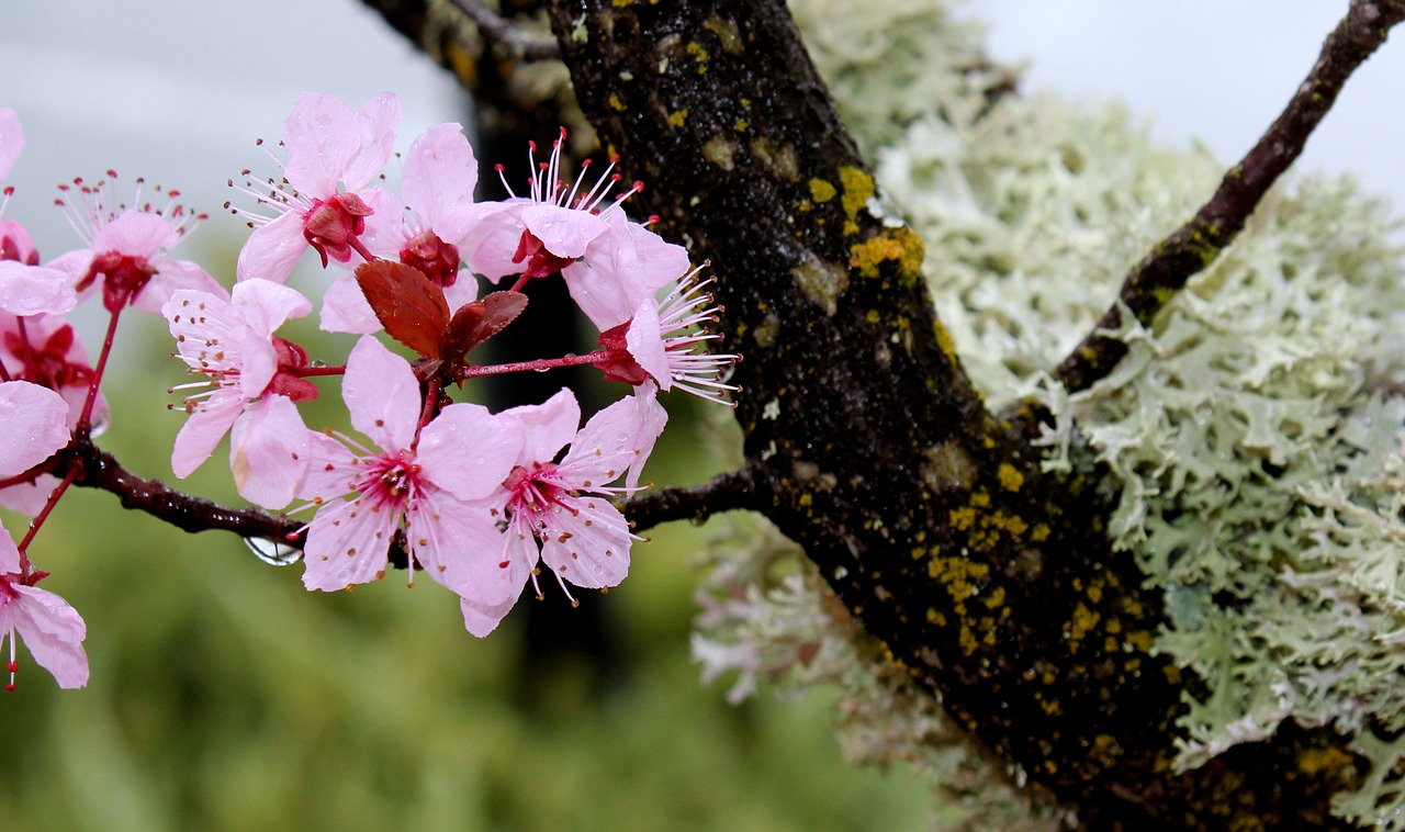 cherry flower branch free photo