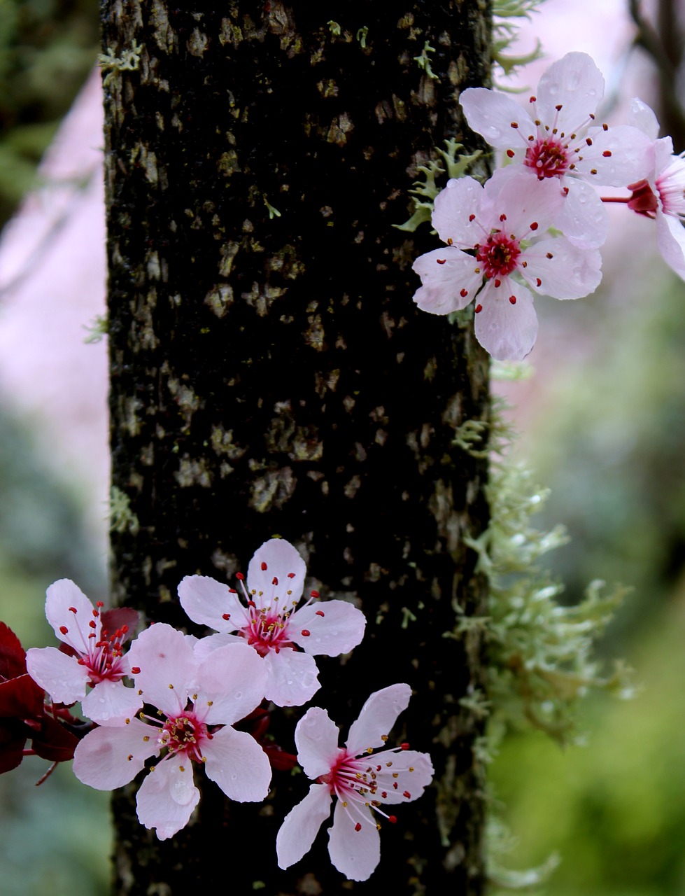 cherry flower branch free photo