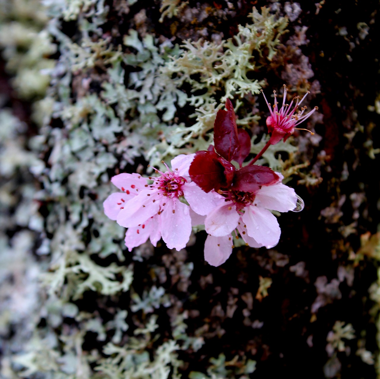 cherry flower branch free photo