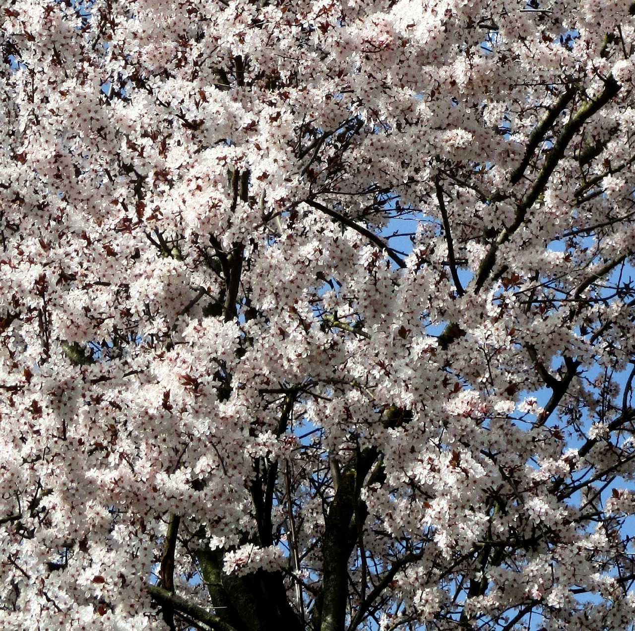 cherry cherry blossoms tree free photo