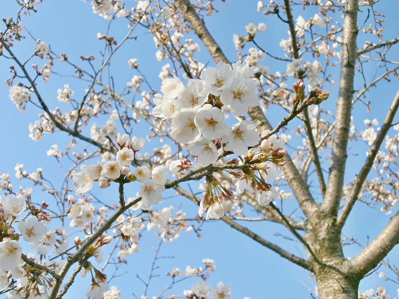 cherry cherry tree cherry blossoms free photo