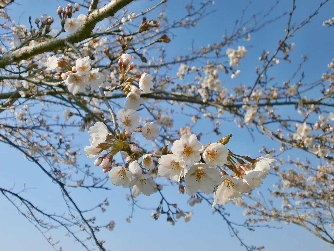 cherry cherry tree cherry blossoms free photo