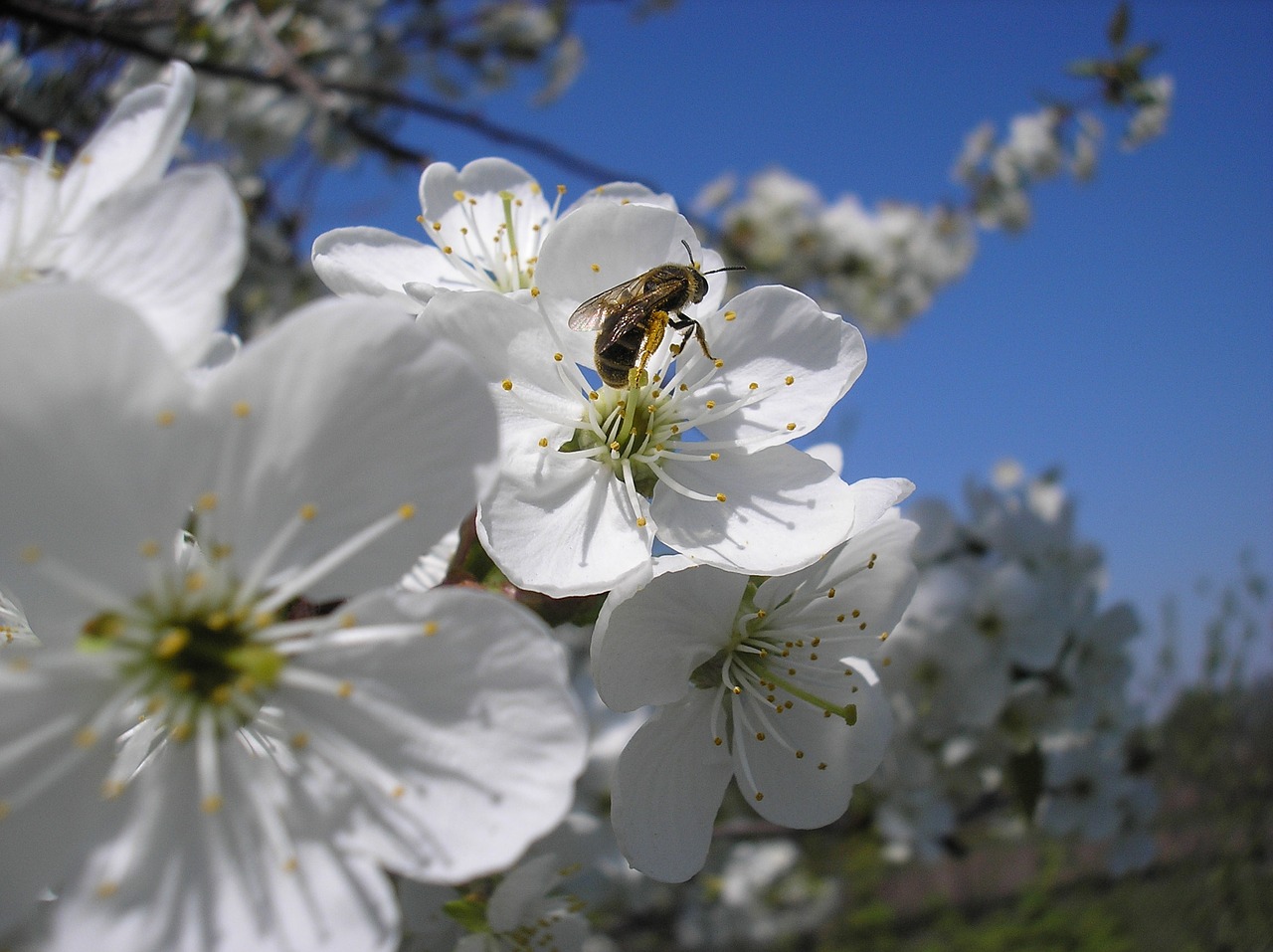 cherry bee spring free photo