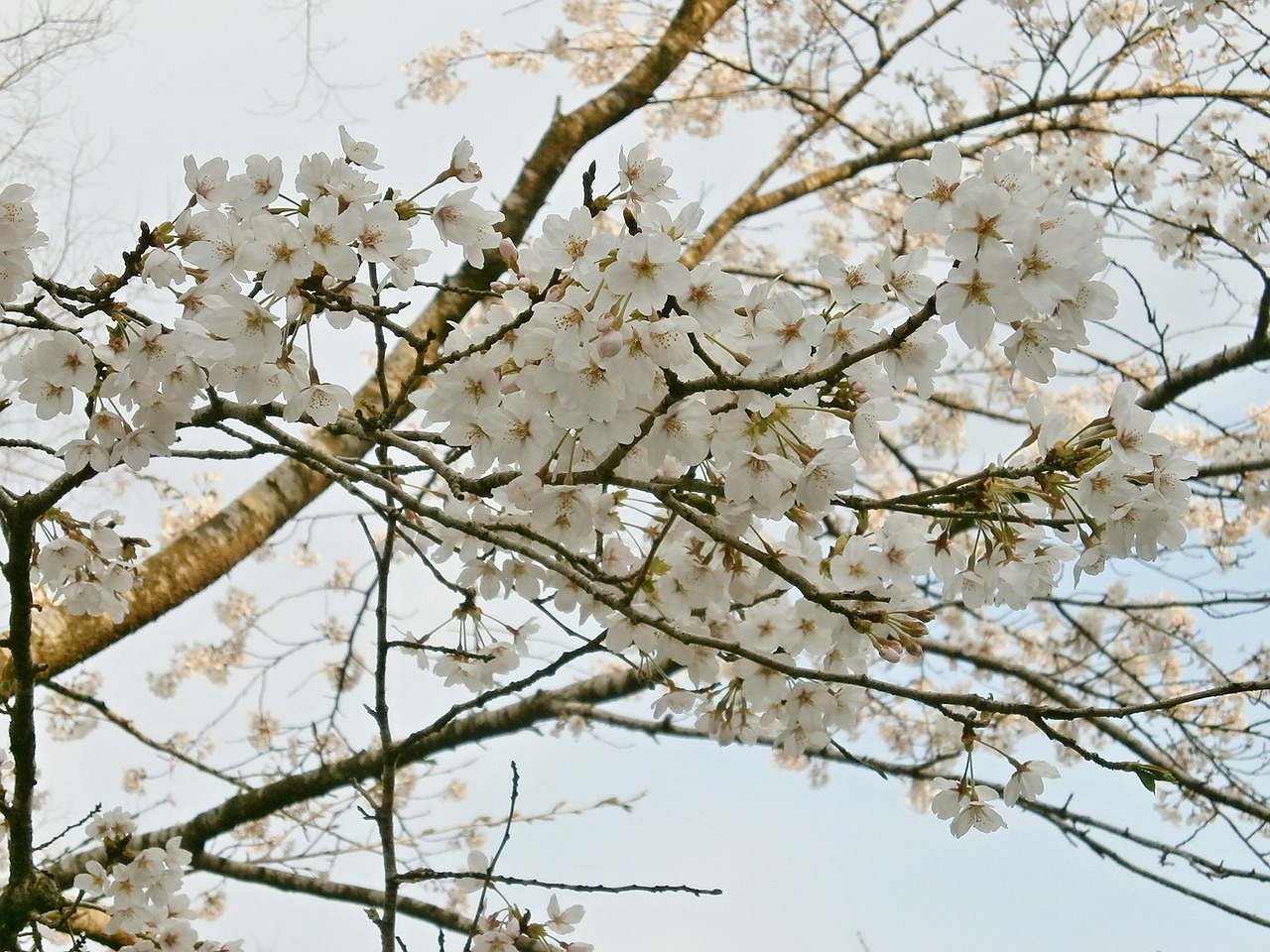 cherry cherry tree cherry blossoms free photo