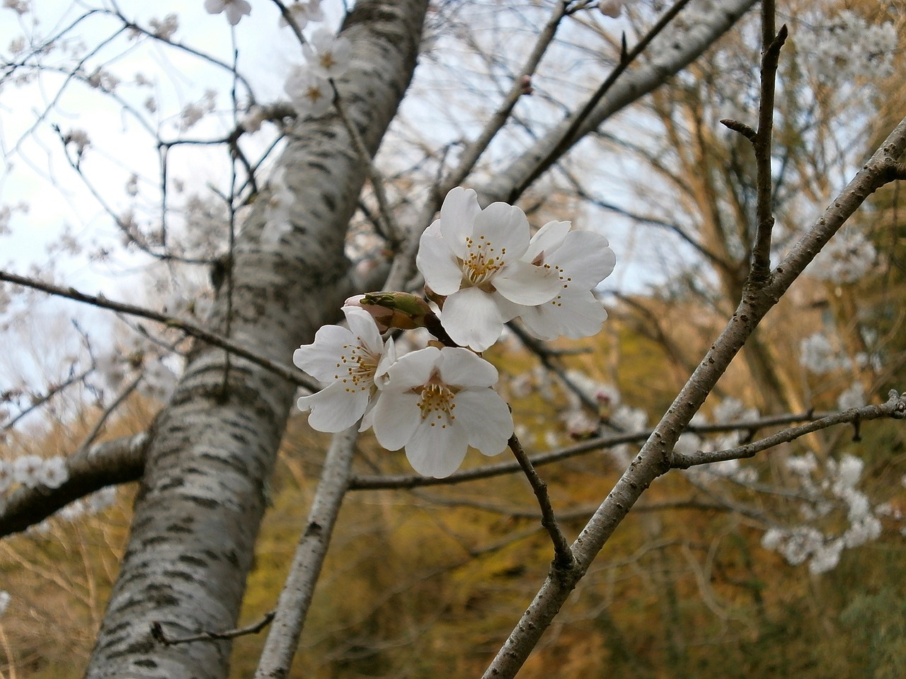 cherry cherry tree cherry blossoms free photo