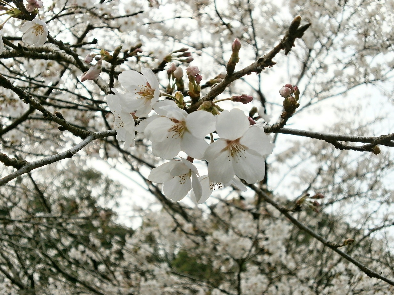 cherry cherry tree cherry blossoms free photo