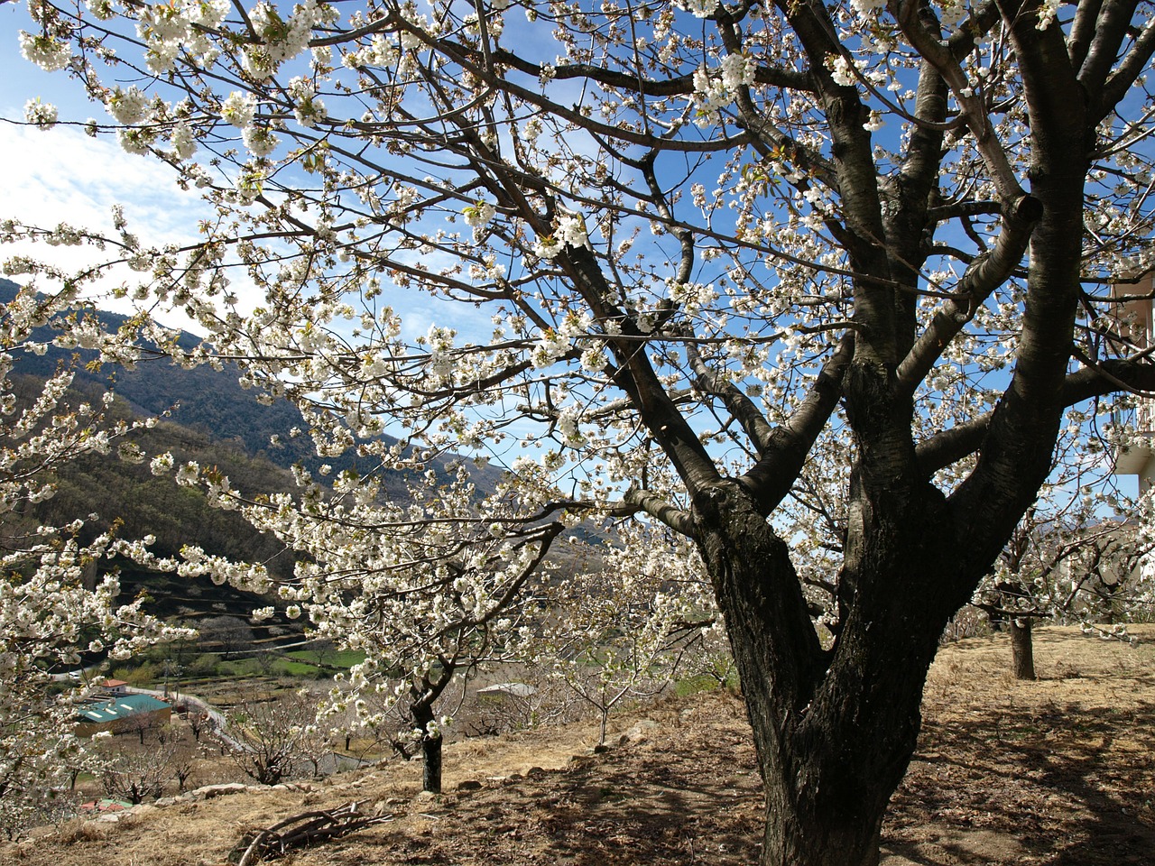 cherry landscape flower free photo