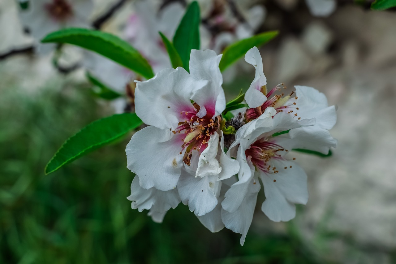 cherry flower flora free photo