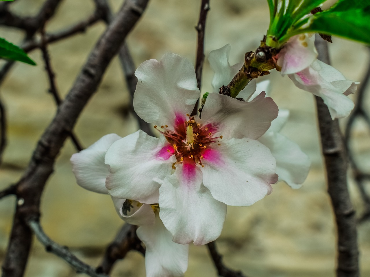 cherry flower flora free photo