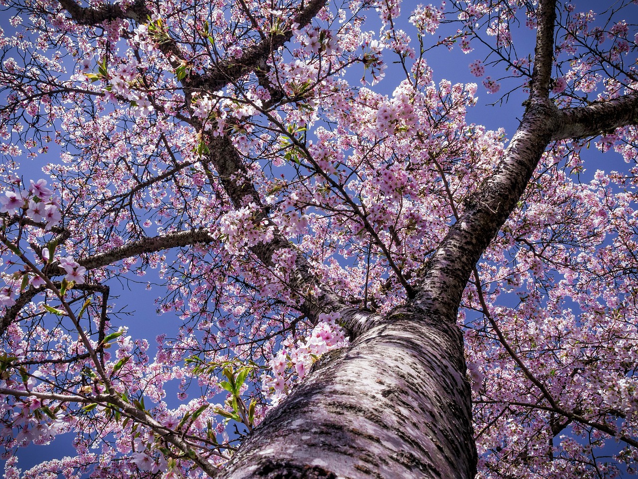 cherry blossom tree free photo