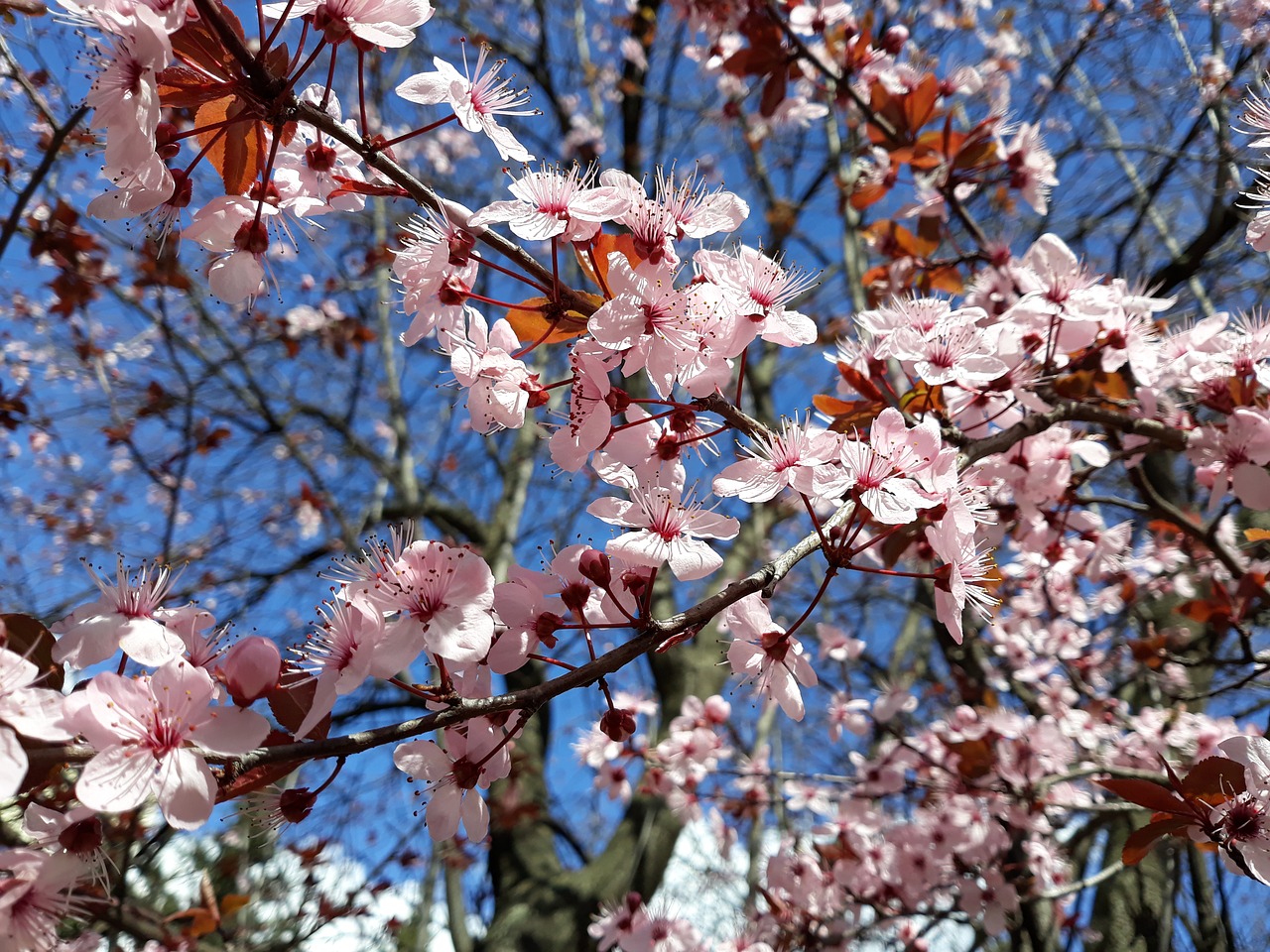 cherry tree flower free photo