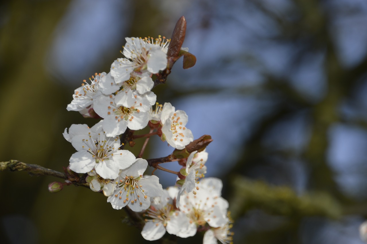 cherry tree flower free photo